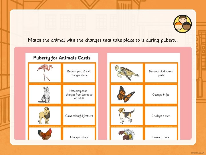 Match the animal with the changes that take place to it during puberty. 