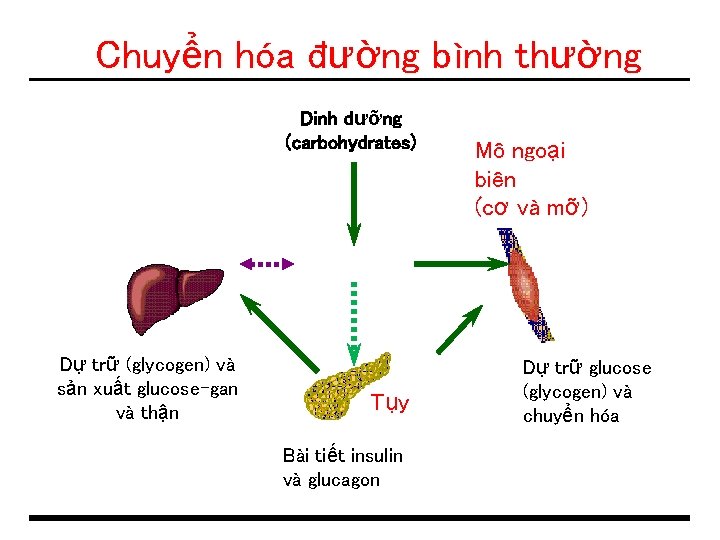 Chuyển hóa đường bình thường Dinh dưỡng (carbohydrates) Mô ngoại biên (cơ và mỡ)