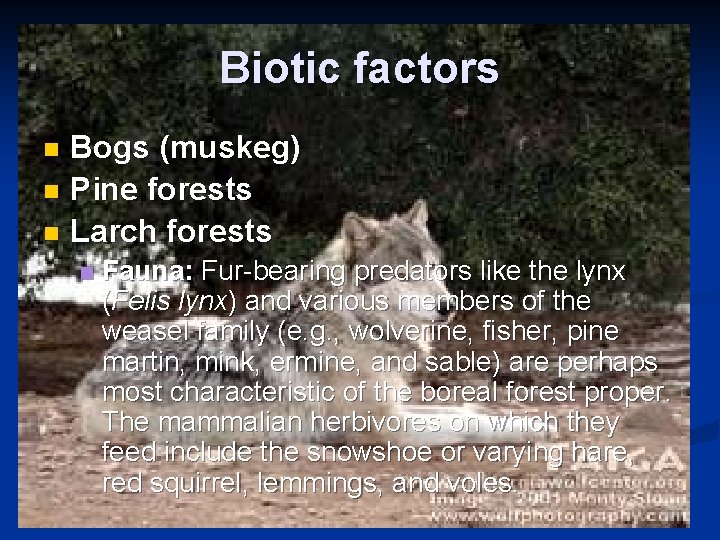 Biotic factors Bogs (muskeg) n Pine forests n Larch forests n n Fauna: Fur-bearing