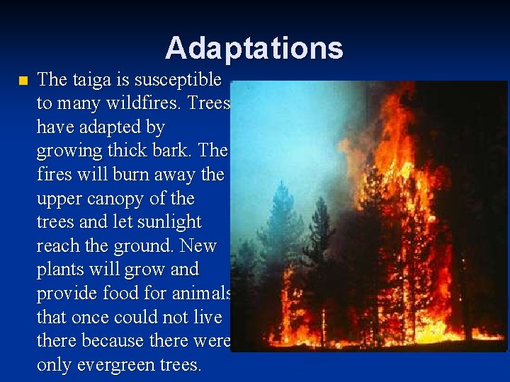 Adaptations n The taiga is susceptible to many wildfires. Trees have adapted by growing