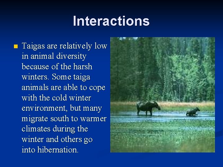 Interactions n Taigas are relatively low in animal diversity because of the harsh winters.