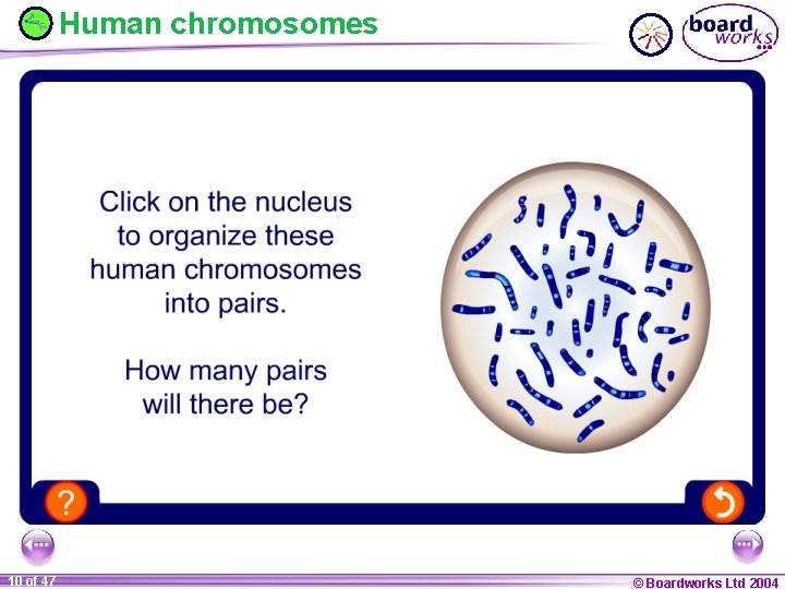 Human chromosomes 10 of 47 © Boardworks Ltd 2004 