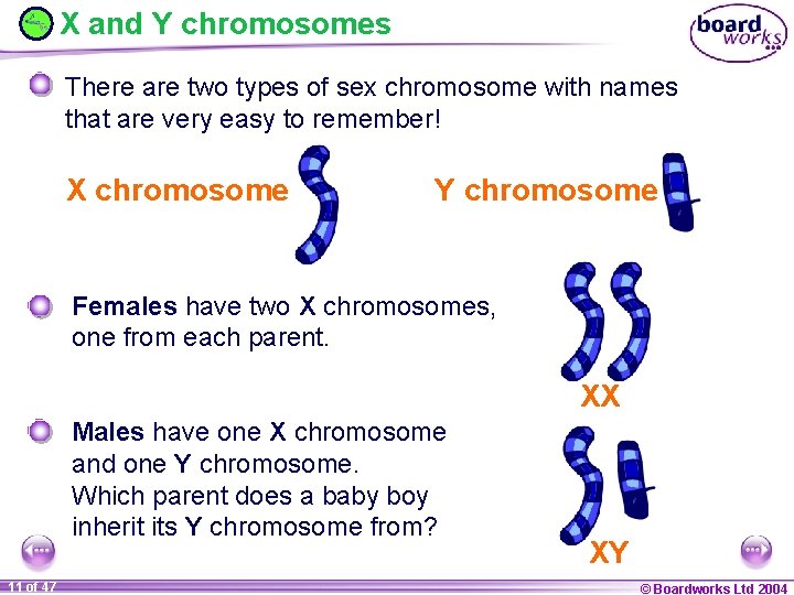 X and Y chromosomes There are two types of sex chromosome with names that