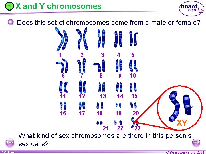 X and Y chromosomes Does this set of chromosomes come from a male or