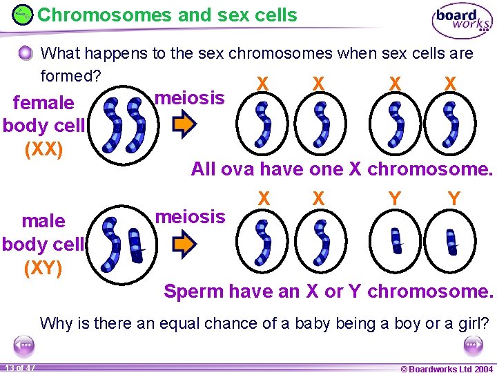 Chromosomes and sex cells What happens to the sex chromosomes when sex cells are