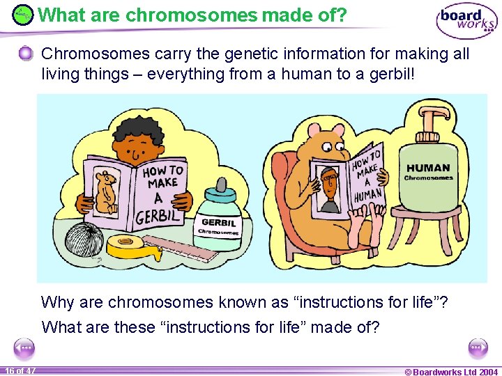 What are chromosomes made of? Chromosomes carry the genetic information for making all living