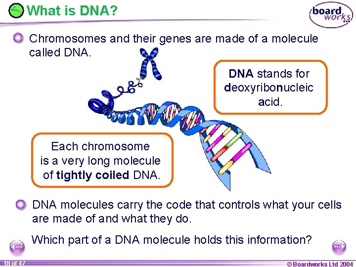 What is DNA? Chromosomes and their genes are made of a molecule called DNA