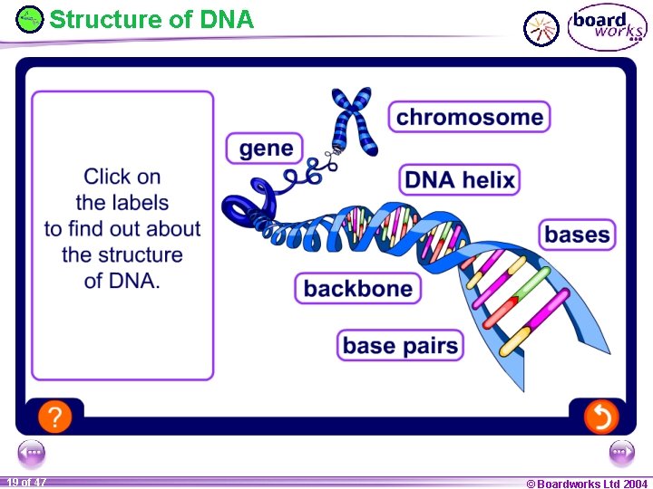 Structure of DNA 19 of 47 © Boardworks Ltd 2004 