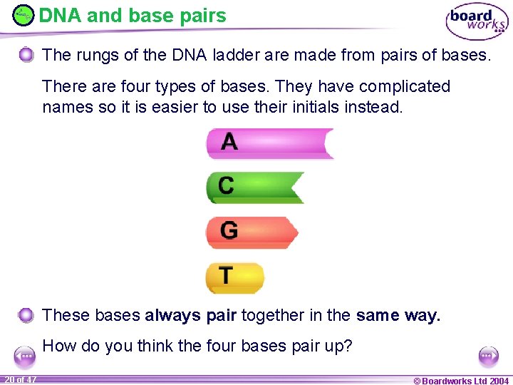 DNA and base pairs The rungs of the DNA ladder are made from pairs