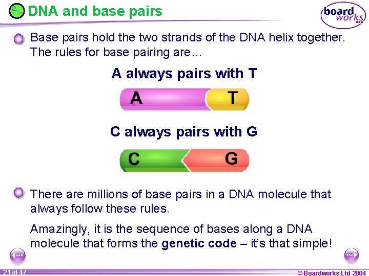 DNA and base pairs Base pairs hold the two strands of the DNA helix