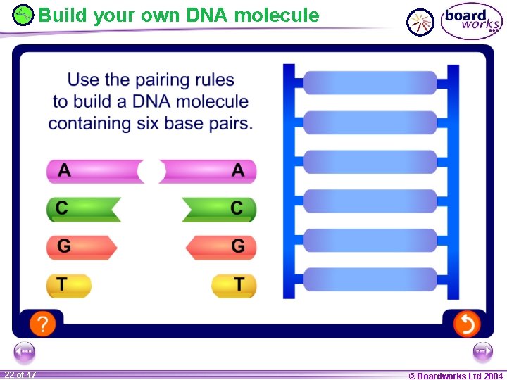 Build your own DNA molecule 22 of 47 © Boardworks Ltd 2004 