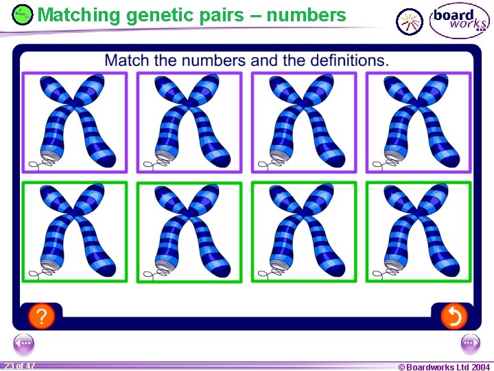 Matching genetic pairs – numbers 23 of 47 © Boardworks Ltd 2004 