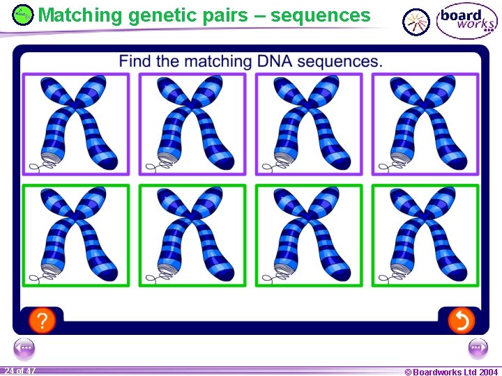 Matching genetic pairs – sequences 24 of 47 © Boardworks Ltd 2004 