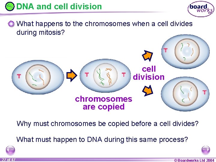 DNA and cell division What happens to the chromosomes when a cell divides during