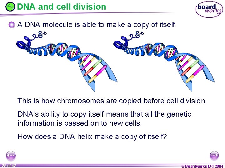 DNA and cell division A DNA molecule is able to make a copy of