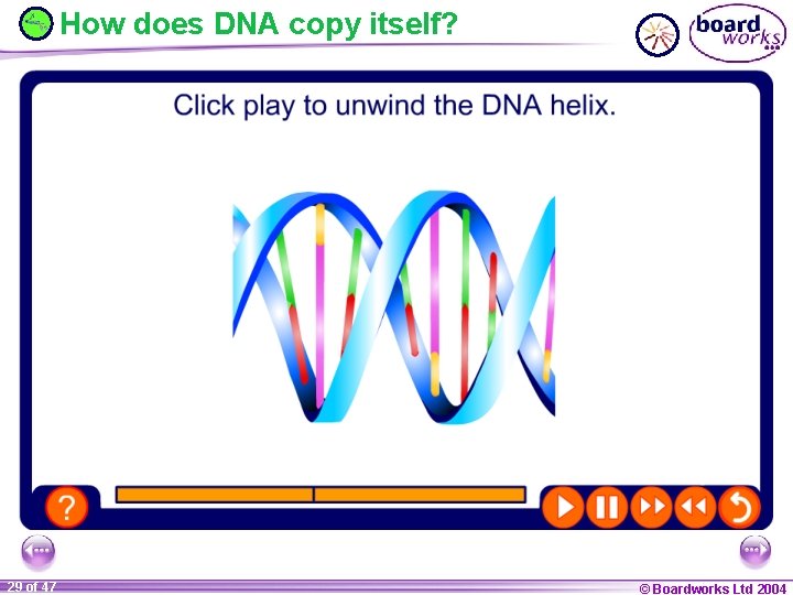 How does DNA copy itself? 29 of 47 © Boardworks Ltd 2004 