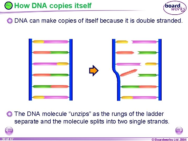 How DNA copies itself DNA can make copies of itself because it is double
