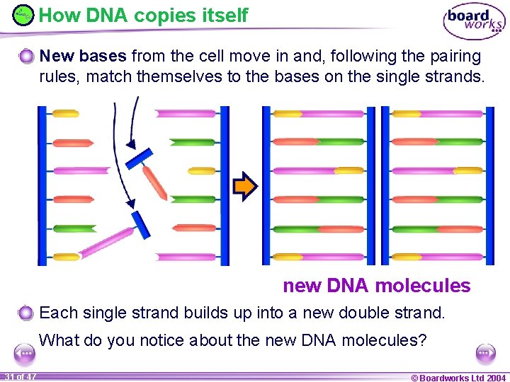 How DNA copies itself New bases from the cell move in and, following the