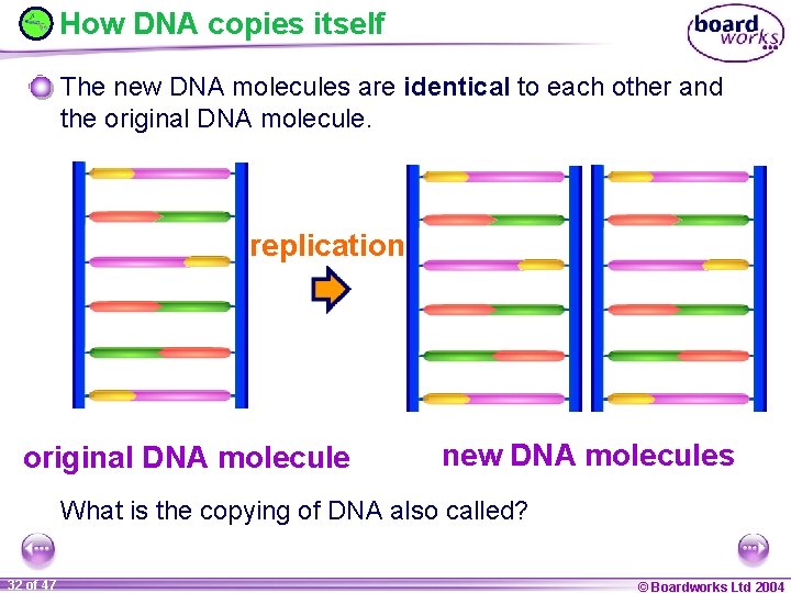 How DNA copies itself The new DNA molecules are identical to each other and