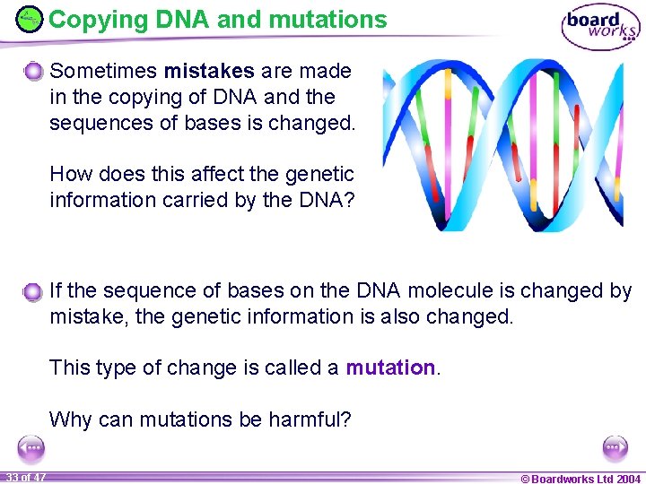 Copying DNA and mutations Sometimes mistakes are made in the copying of DNA and