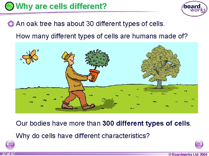 Why are cells different? An oak tree has about 30 different types of cells.