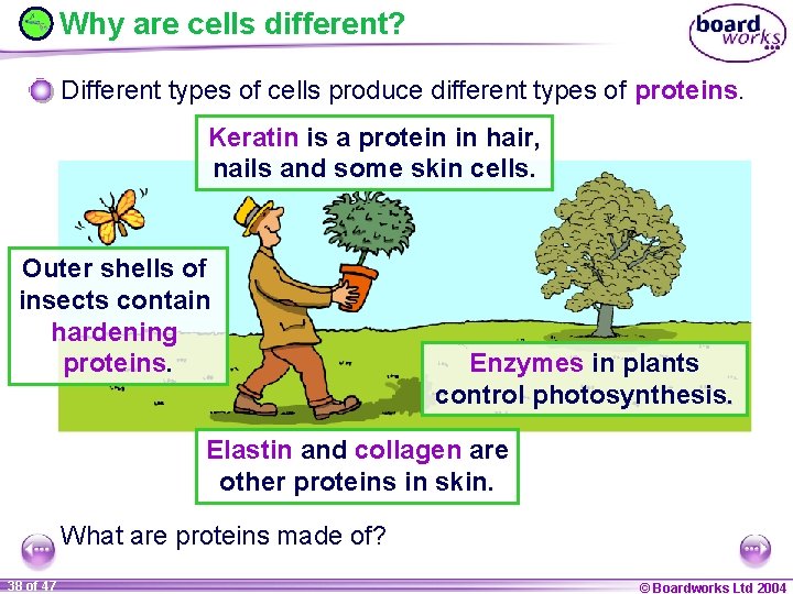 Why are cells different? Different types of cells produce different types of proteins. Keratin