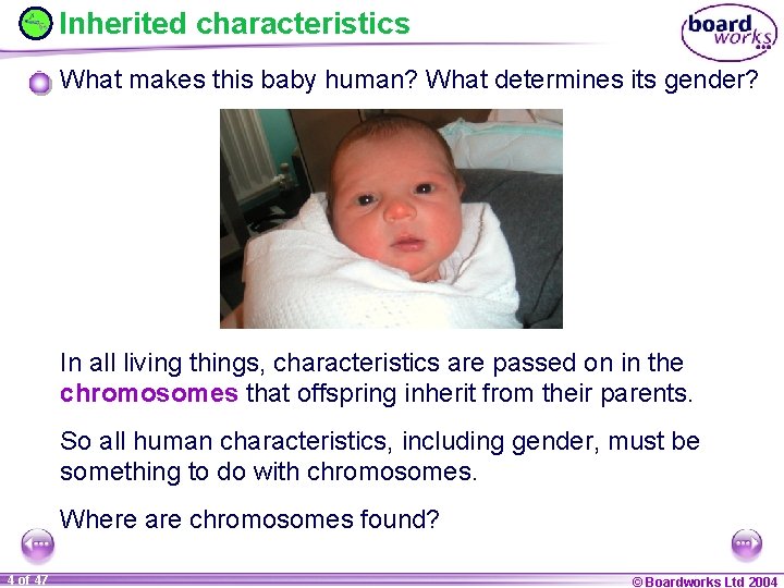 Inherited characteristics What makes this baby human? What determines its gender? In all living