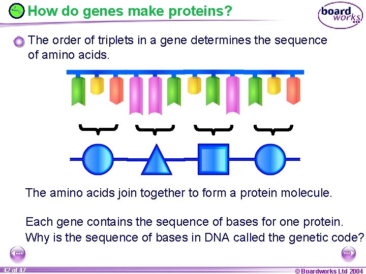 How do genes make proteins? The order of triplets in a gene determines the