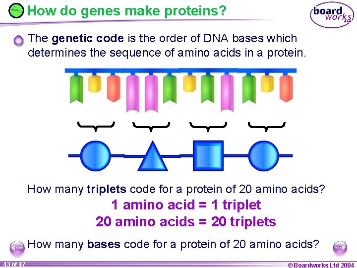 How do genes make proteins? The genetic code is the order of DNA bases