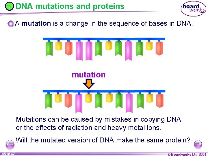 DNA mutations and proteins A mutation is a change in the sequence of bases