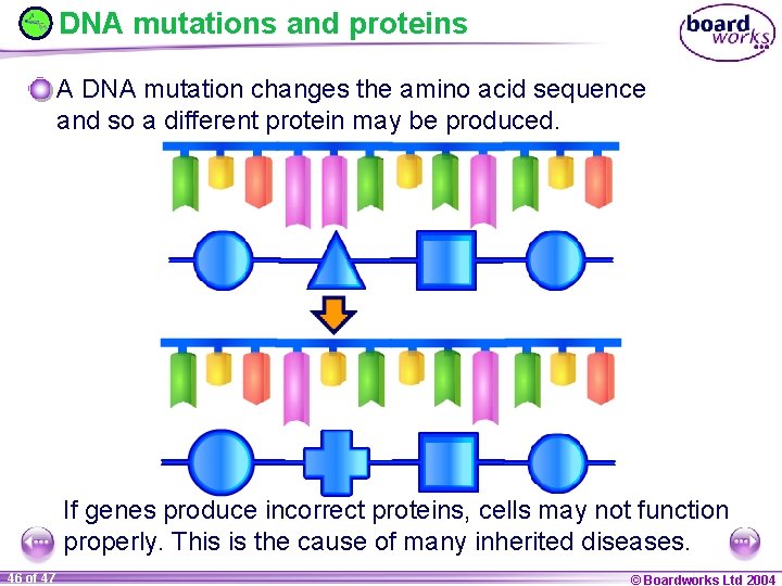 DNA mutations and proteins A DNA mutation changes the amino acid sequence and so