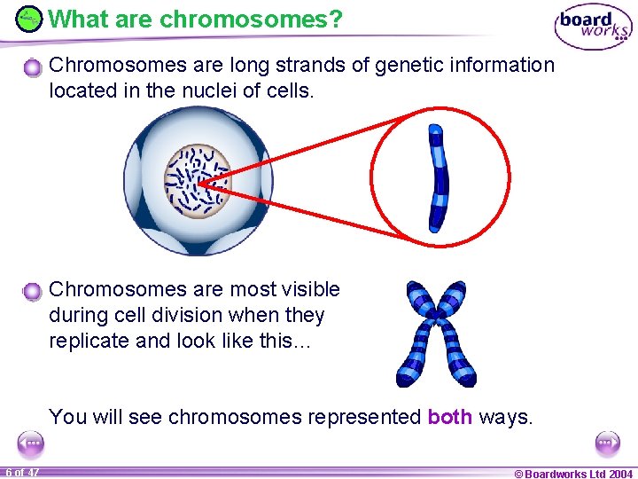 What are chromosomes? Chromosomes are long strands of genetic information located in the nuclei