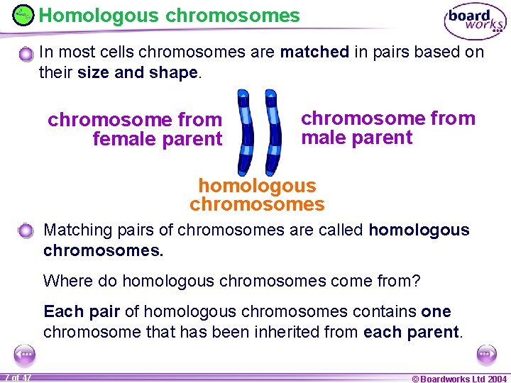 Homologous chromosomes In most cells chromosomes are matched in pairs based on their size