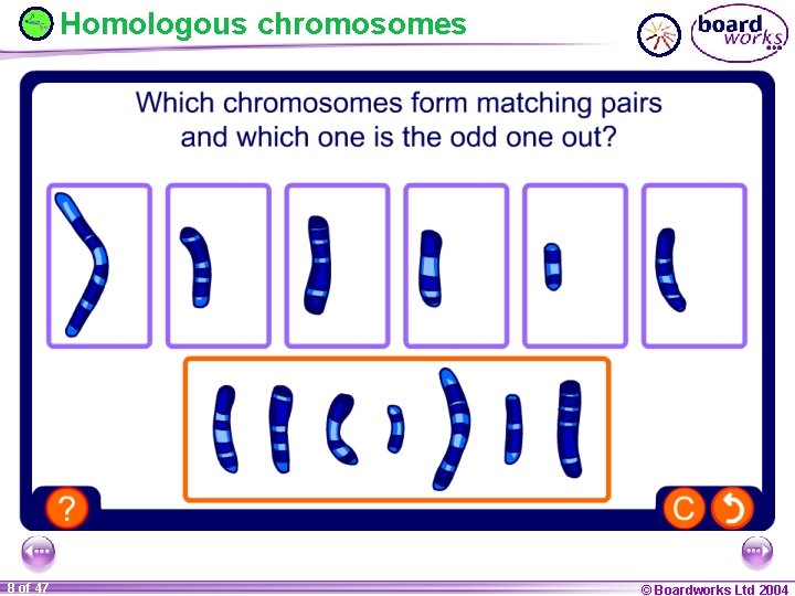 Homologous chromosomes 8 of 47 © Boardworks Ltd 2004 