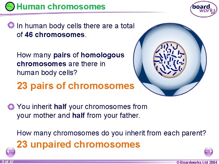 Human chromosomes In human body cells there a total of 46 chromosomes. How many