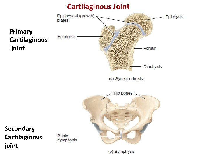 Cartilaginous Joint Primary Cartilaginous joint Secondary Cartilaginous joint 