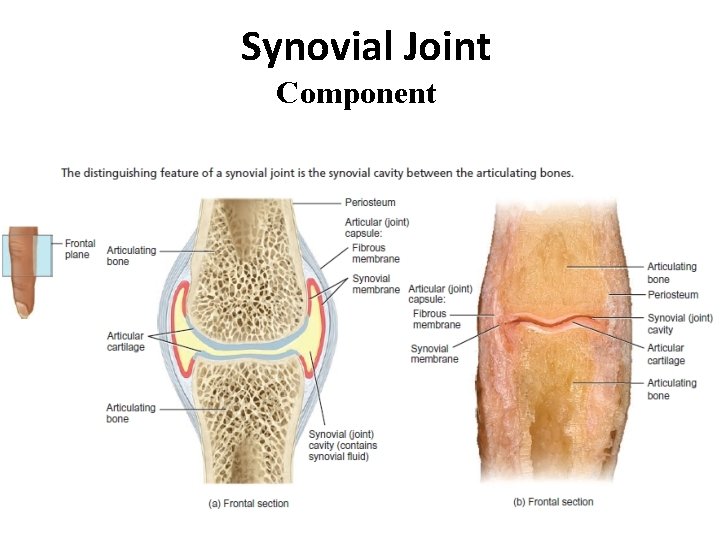 Synovial Joint Component 