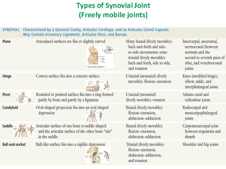 Types of Synovial Joint (Freely mobile joints) 