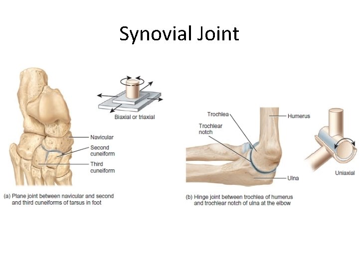 Synovial Joint 