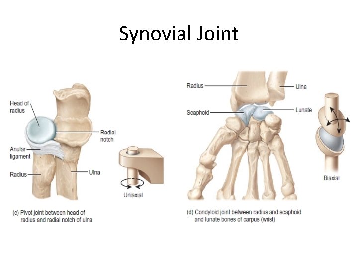 Synovial Joint 