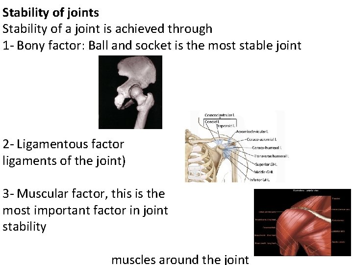 Stability of joints Stability of a joint is achieved through 1 - Bony factor: