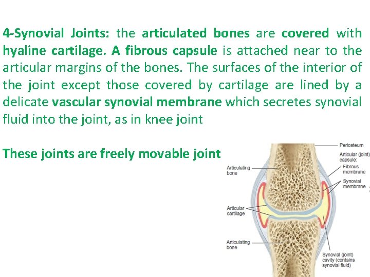 4 -Synovial Joints: the articulated bones are covered with hyaline cartilage. A fibrous capsule