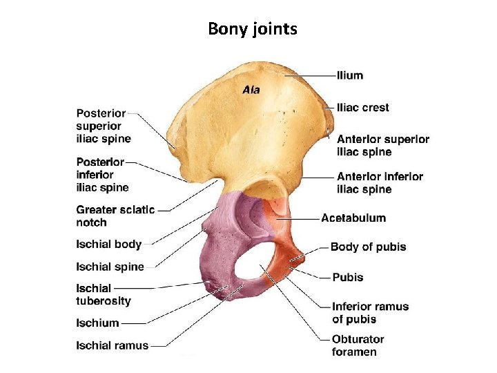 Bony joints 