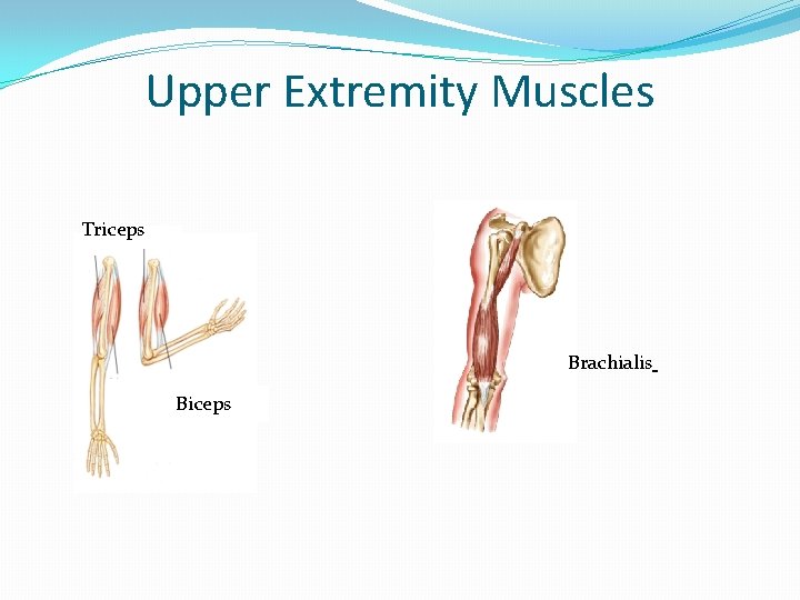 Upper Extremity Muscles Triceps Brachialis Biceps 