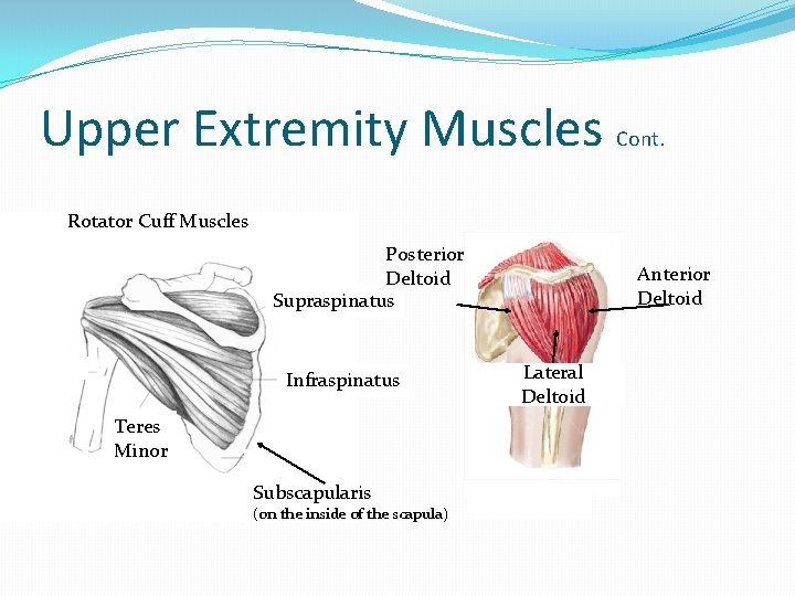 Upper Extremity Muscles Cont. Rotator Cuff Muscles Posterior Deltoid Supraspinatus Infraspinatus Teres Minor Subscapularis