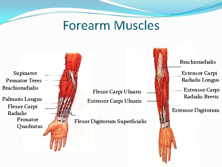 Forearm Muscles Brachioradialis Supinator Pronator Teres Brachioradialis Palmaris Longus Flexor Carpi Radialis Pronator Quadratus