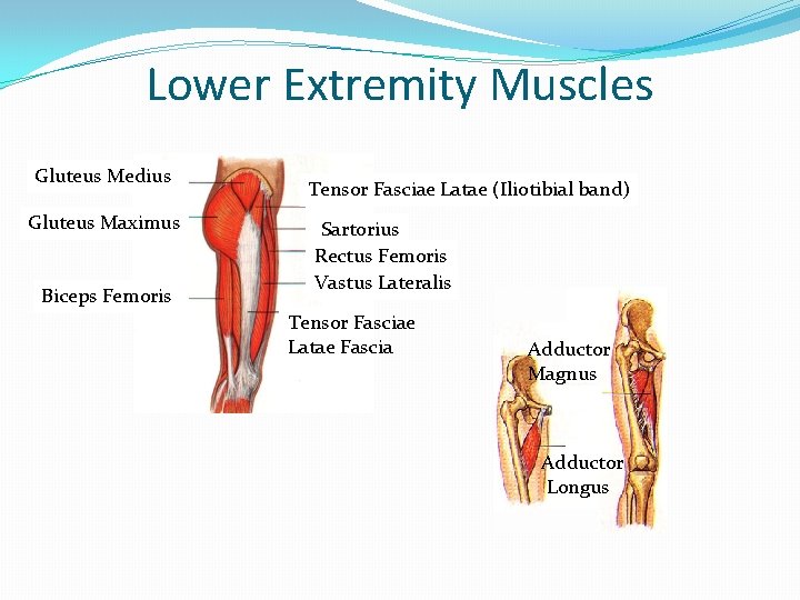 Lower Extremity Muscles Gluteus Medius Gluteus Maximus Biceps Femoris Tensor Fasciae Latae (Iliotibial band)