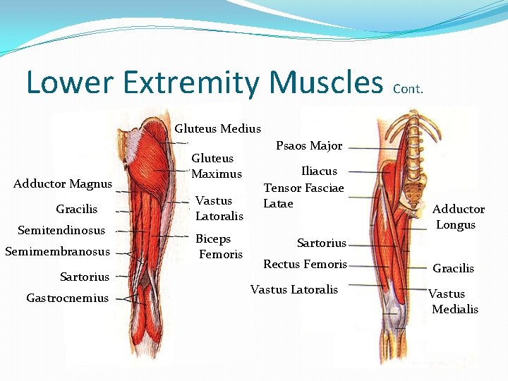 Lower Extremity Muscles Cont. Gluteus Medius Adductor Magnus Gracilis Semitendinosus Semimembranosus Sartorius Gastrocnemius Gluteus