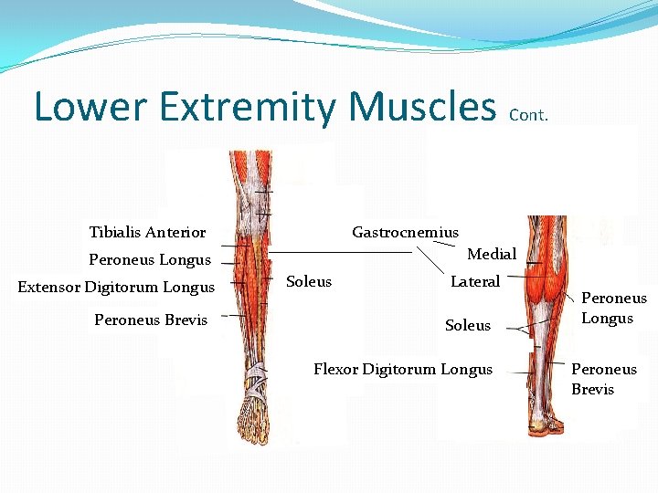 Lower Extremity Muscles Tibialis Anterior Gastrocnemius Medial Peroneus Longus Extensor Digitorum Longus Peroneus Brevis