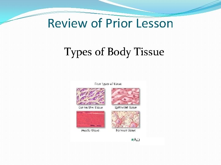Review of Prior Lesson Types of Body Tissue 